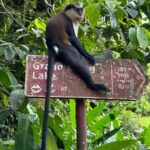Grenada: Annandale Waterfall, Grand Etang, Grand Anse beach - An In-Depth Look at the Tour Experience