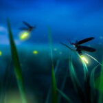Group Tour: Kuala Selangor Firefly Blinking's including Dinner - Why This Tour Offers Great Value