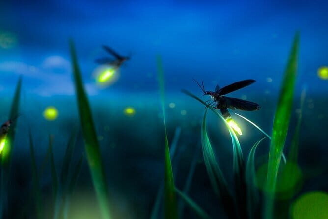Group Tour: Kuala Selangor Firefly Blinking's including Dinner - Why This Tour Offers Great Value