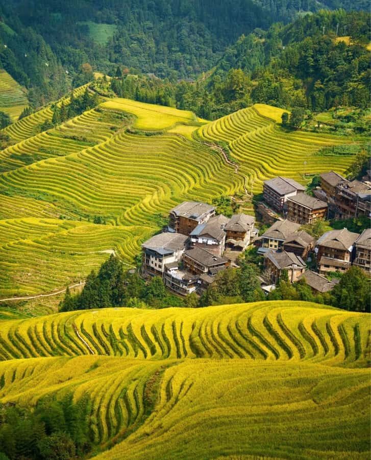 Guilin Longji: Rice Terrace with Oil Tea Demo & Zhuang Lunch - Why This Tour Is Worth Considering