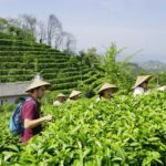 Guilin:Tea Picking and Processing at Qixian Peak Scenic Area - Exploring the Scenic Area: Why Nature Matters