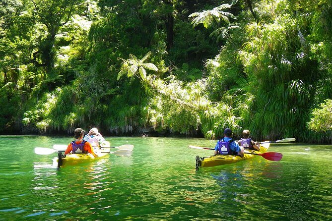 Half-Day Guided Sea Kayak Trip from Picton - Who Will Love This Experience?