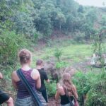Half Day Morning Elephant Observation Tour in Chiang Mai - The Experience: An In-Depth Look