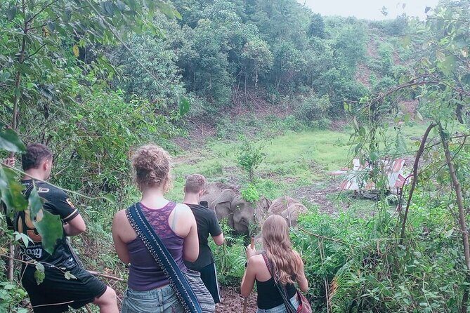 Half Day Morning Elephant Observation Tour in Chiang Mai - The Experience: An In-Depth Look