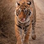 Half-Day Panna Safari: Guaranteed Tiger Sightings - The Itinerary in Detail