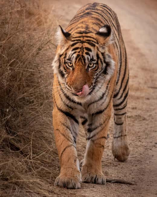 Half-Day Panna Safari: Guaranteed Tiger Sightings - The Itinerary in Detail