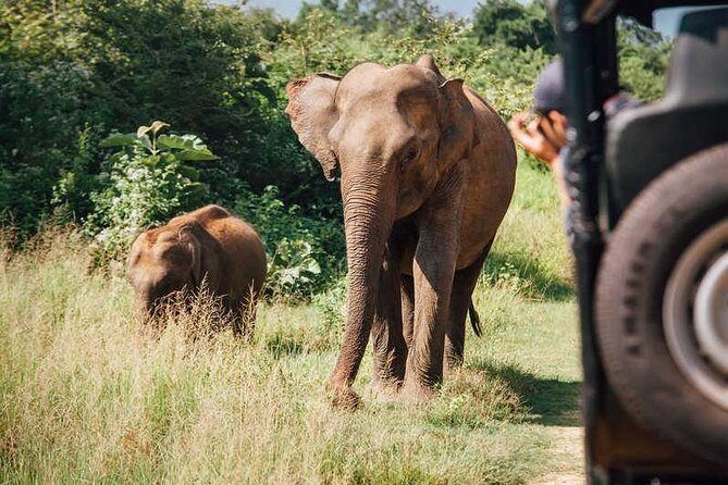 Half Day Safari in Yala National Park from Hambantota Harbor - Who Should Consider This Tour?