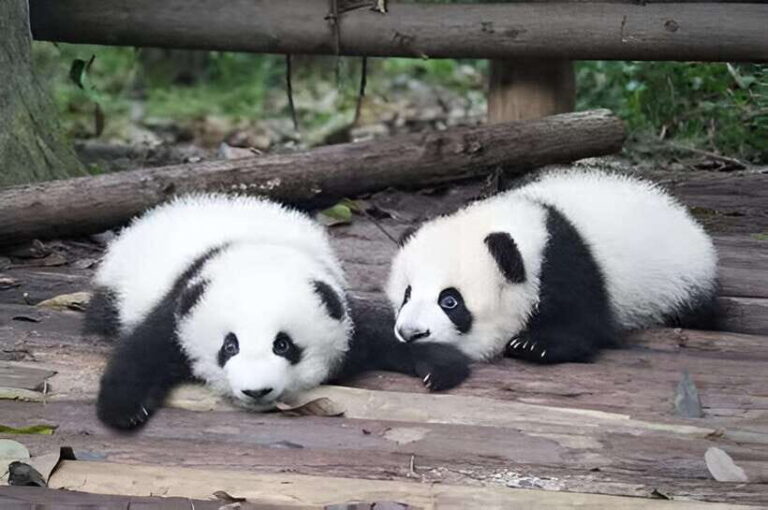 Half day small group tour to Chengdu Panda Breeding Center - A Closer Look at the Tour Experience