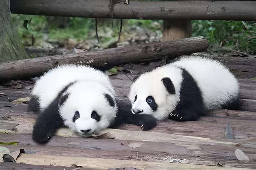 Half day small group tour to Chengdu Panda Breeding Center - A Closer Look at the Tour Experience