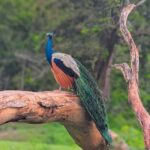 Hambantota: All Inclusive Yala National Park Block 1 Safari - What to Expect on the Day