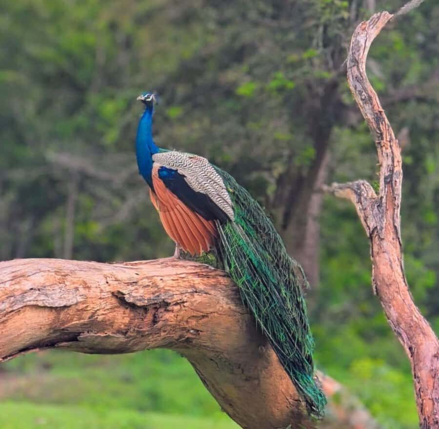 Hambantota: All Inclusive Yala National Park Block 1 Safari - What to Expect on the Day