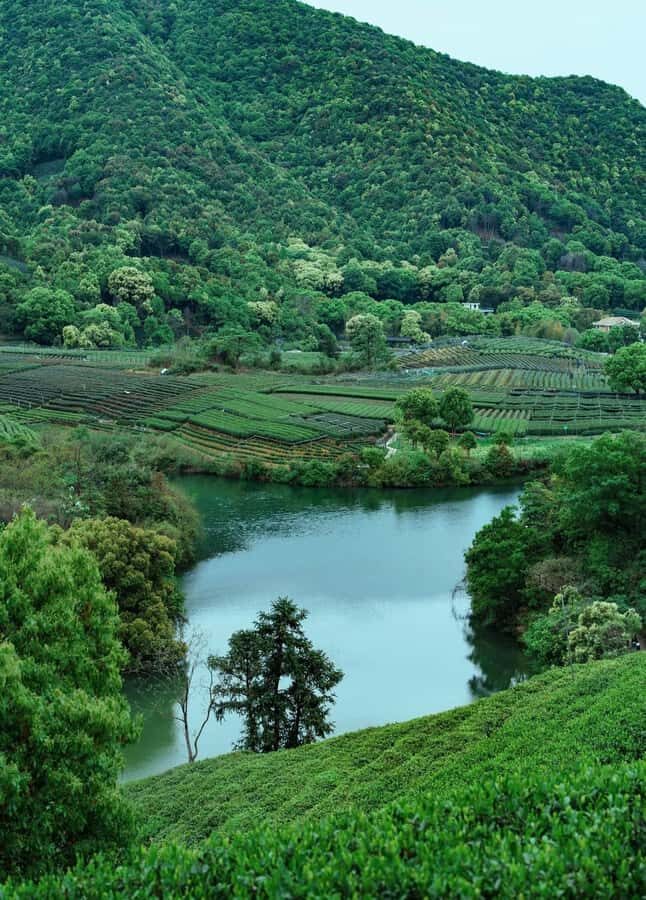 Hangzhou Tea Tour: Villages, Lakes & Whisked Tea Experience - A Step-by-Step Breakdown of the Hangzhou Tea Tour