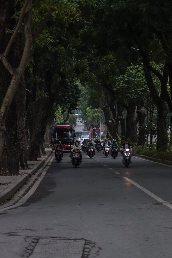 Motorbikes driving down a tree-lined Hanoi street