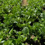 Haputale: Ella Rock Sunrise Hike with Hotel Pickup - The Experience in Detail: What Makes It Special