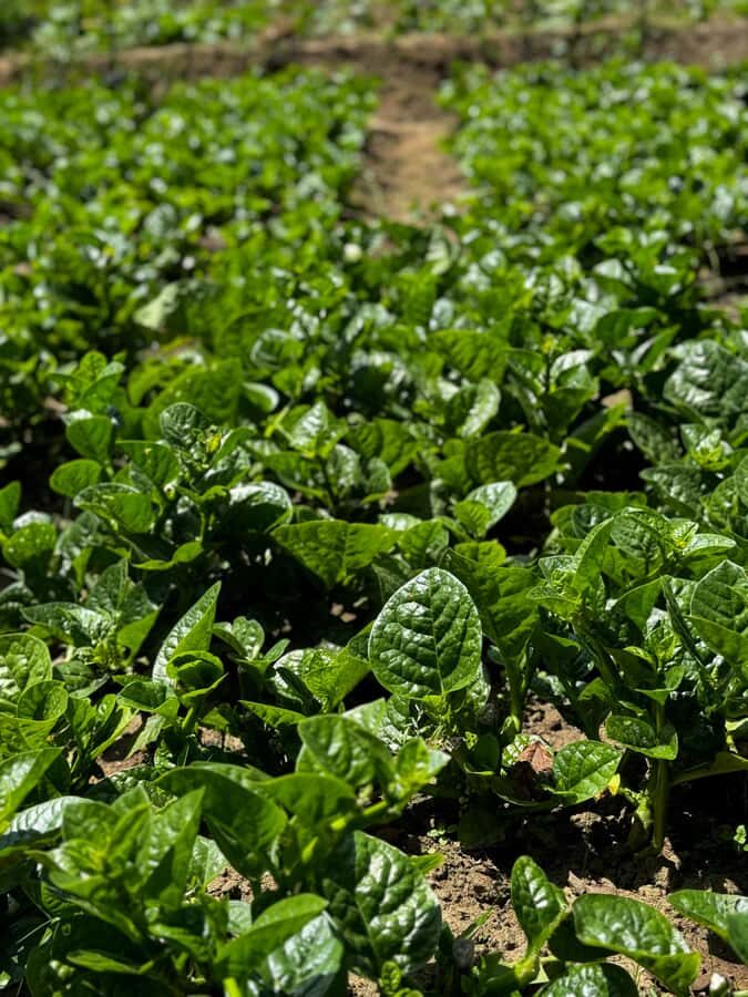 Haputale: Ella Rock Sunrise Hike with Hotel Pickup - The Experience in Detail: What Makes It Special  