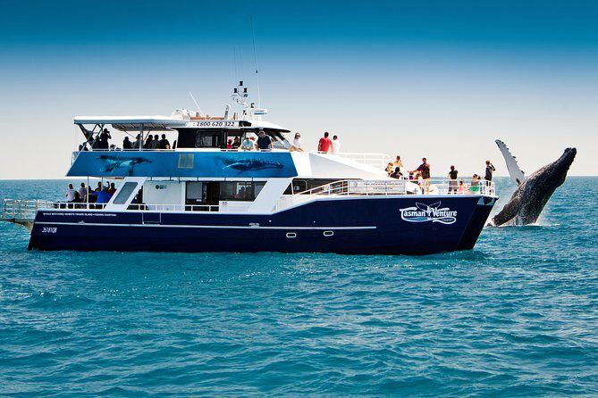Hervey Bay Whale Watching Cruise - A Deep Dive into the Hervey Bay Whale Watching Experience