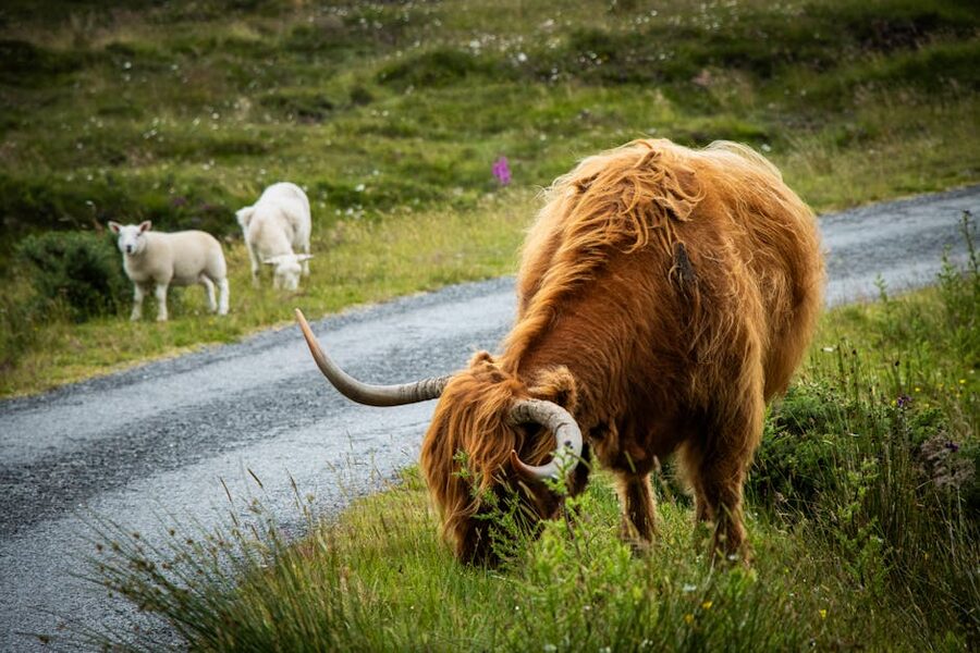 Highland cow coo grazing roadside in Scotland