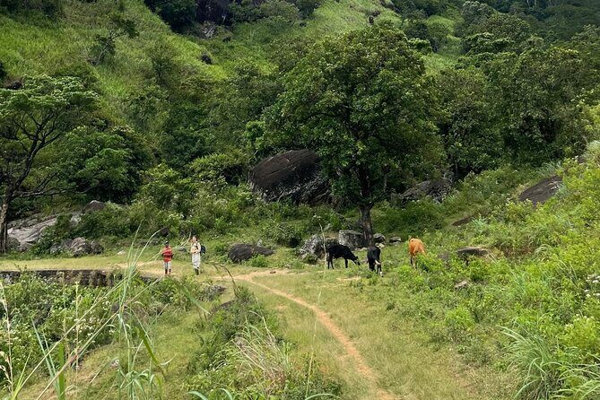 Hiking Knuckles Mountain Range from Kandy - Why This Tour Offers Great Value
