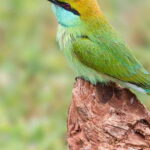 Hikkaduwa/Galle/Weligama/Mirissa/Tangalle: Yala Safari Tour - The Sum Up