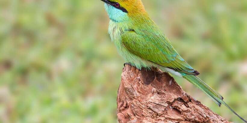 Hikkaduwa/Galle/Weligama/Mirissa/Tangalle: Yala Safari Tour - The Sum Up