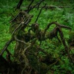 Hiriketiya: Sinharaja Rainforest Guided Day Trip - The Journey Begins: From Beach to Forest