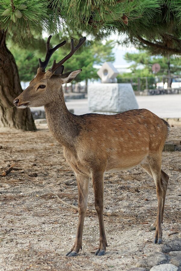 Sika deer wandering on Miyajima island