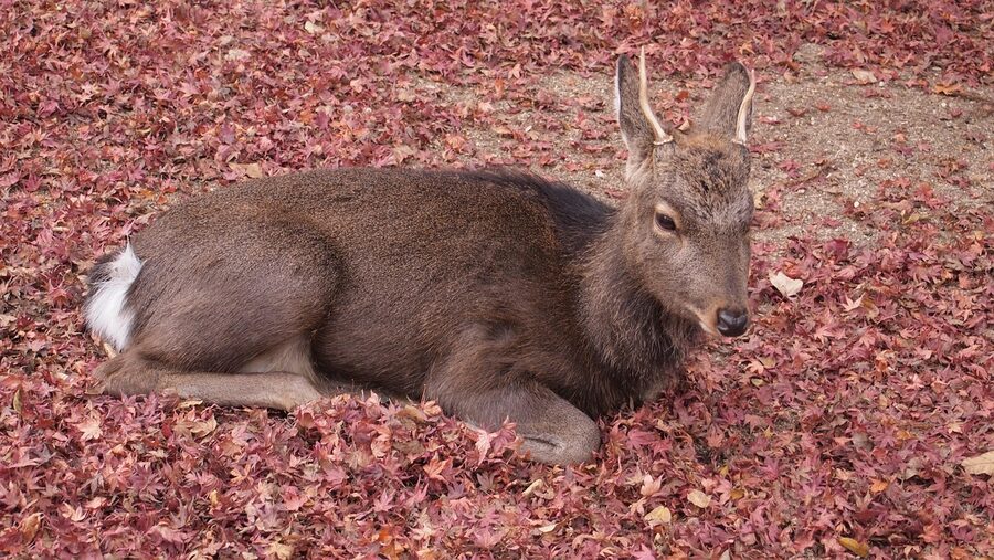 Deer at Miyajima island amongst fallen autumn leaves