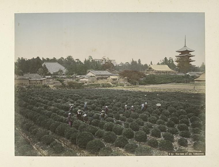 Historic tea yard at Uji Yamashiro Japan