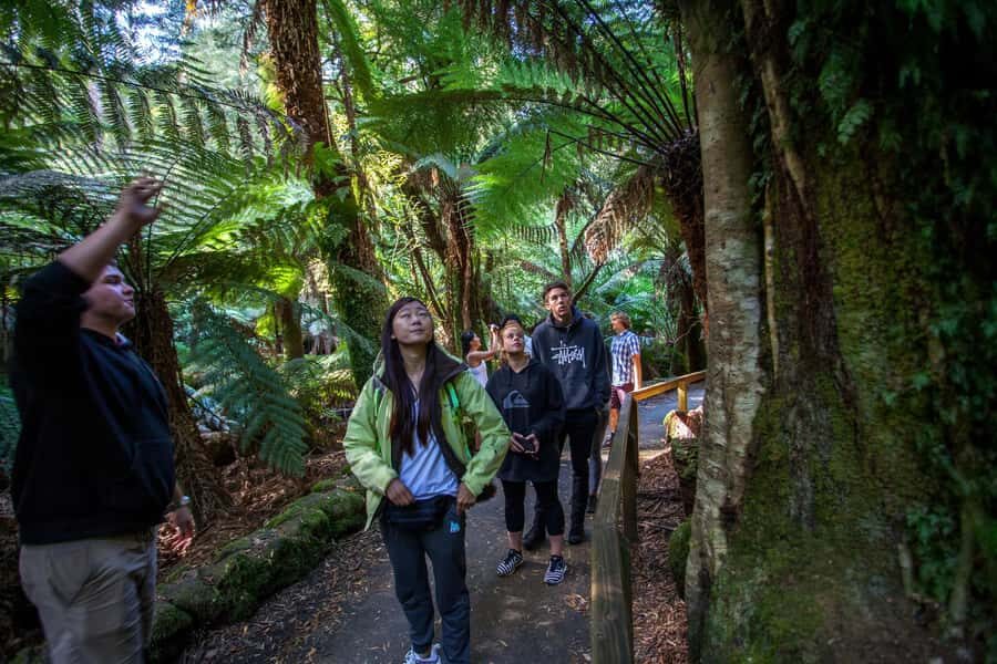Hobart: Mt Field National Park & Wildlife Shore Excursion - Transportation, Timing, and Group Size