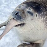 Hokkaido 1 Day Tour to Asahiyama Zoo, Blue Pond and Fairy Terrace - Who Should Consider This Tour?