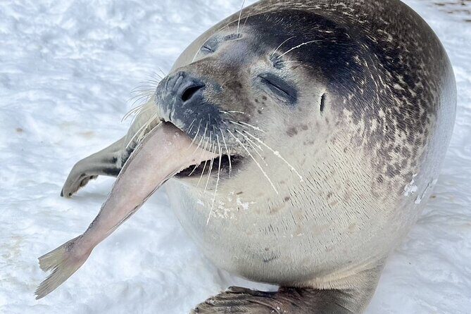 Hokkaido 1 Day Tour to Asahiyama Zoo, Blue Pond and Fairy Terrace - Who Should Consider This Tour?