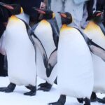 Hokkaido Asahiyama Zoo+Ningle Terrace+Biei Farm Snow Play - Exploring Each Stop in Detail