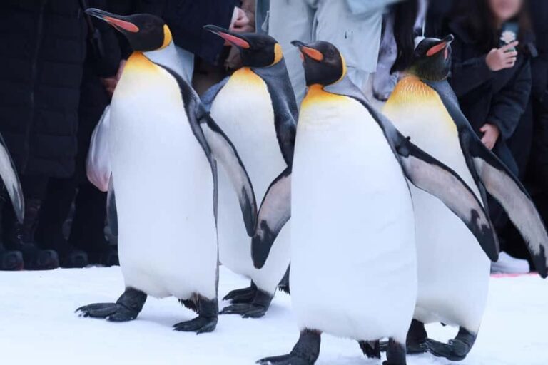 Hokkaido Asahiyama Zoo+Ningle Terrace+Biei Farm Snow Play - Exploring Each Stop in Detail