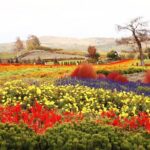 Hokkaido Day Tour Farm Tomita, Blue Pond, Blue Pond and Buffet - Deep Dive into the Experience