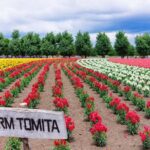 Hokkaido Day Tour Farm Tomita, Blue Pond, Blue Pond and Buffet - Practical Aspects We Considered