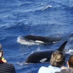 Horizontal Falls & Dampier Peninsula Discovery Tour - Who Should Consider This Tour?