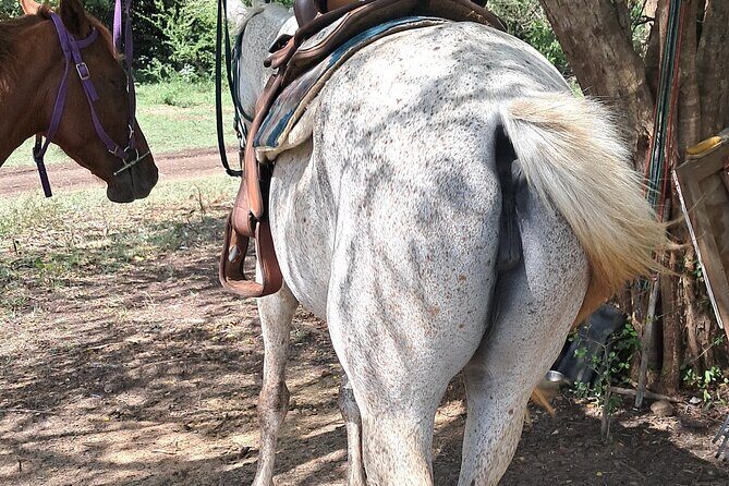 Horse Ride and Hike Tour to Pigeon Island with Lunch with Dore's - The Sum Up: Who Is This Tour Perfect For?