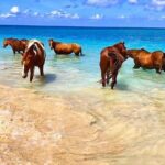 Horseback Ride and Swim Plus Dunns River from Montego Bay - Practical Tips for Travelers