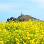 (Hotel PickUp) Jeju EAST Canola Flower Festival Tour with UNESCO - FAQs