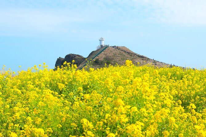(Hotel PickUp) Jeju EAST Canola Flower Festival Tour with UNESCO - FAQs