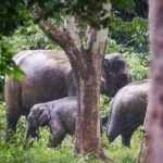 Hua Hin Kuiburi Wild Elephant Watching - What to Expect on the Itinerary