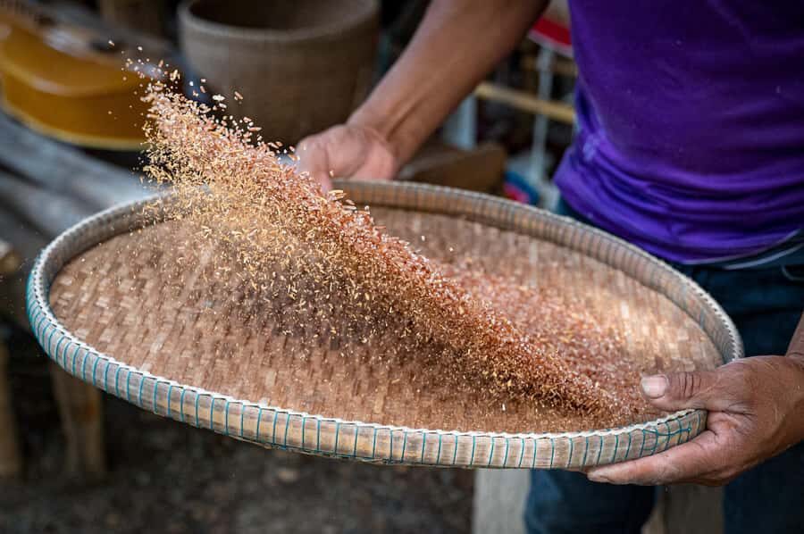 Hua Hin: Rice Farm Experience with Lunch in Phetchaburi - In-Depth Review of the Rice Farm Experience