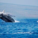 Humpback Whales Excursion in Samana - What to Expect During Transportation and Timing