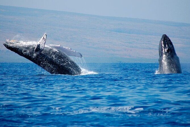 Humpback Whales Excursion in Samana - What to Expect During Transportation and Timing