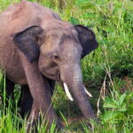 Hurulu Eco Park Private Safari with Naturalist - Who Will Love This Safari?