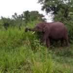 Hurulu Eco Park Safari - Overview of Hurulu Eco Park