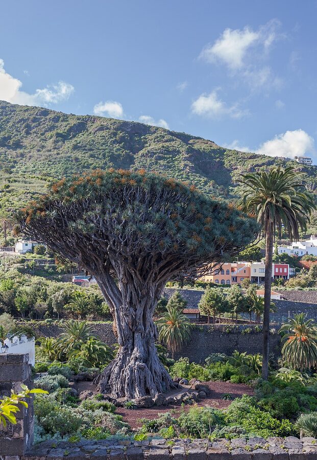 Drago Milenario dragon tree at Icod de los Vinos