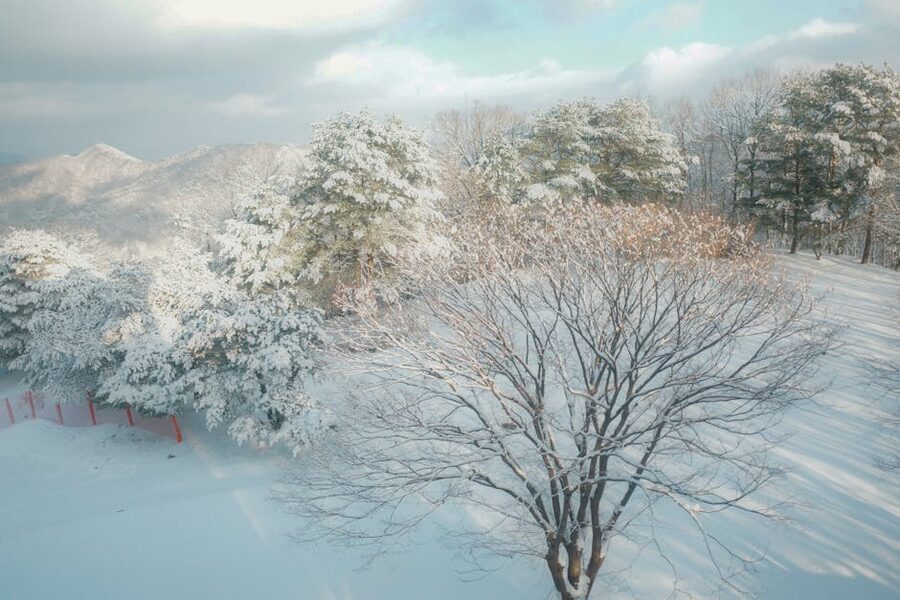 Snowy forest in Gangwon-do province, South Korea