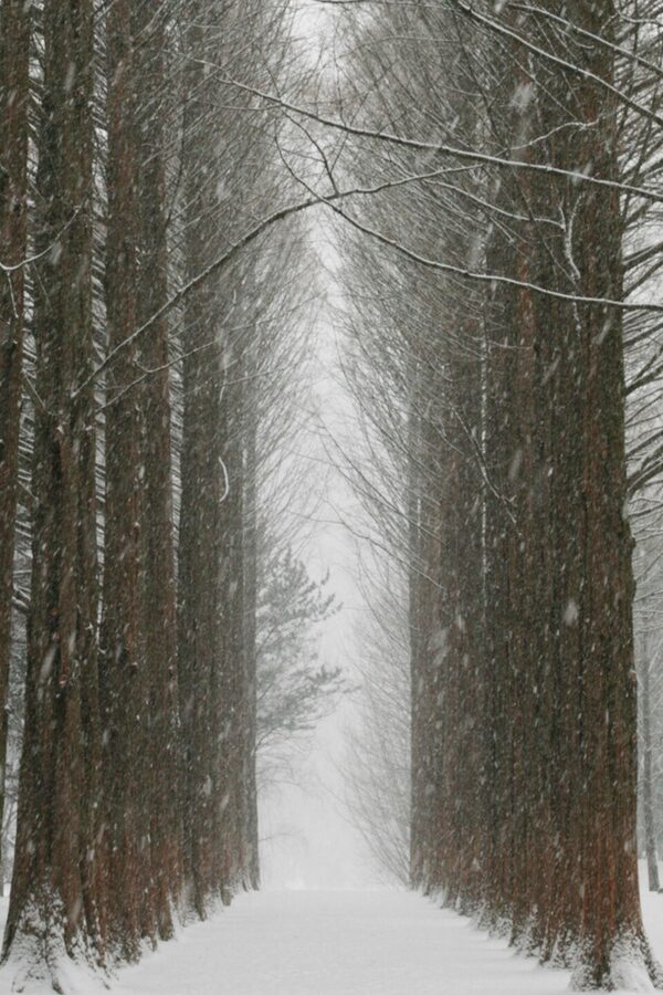 Nami Island covered in snow and winter mist