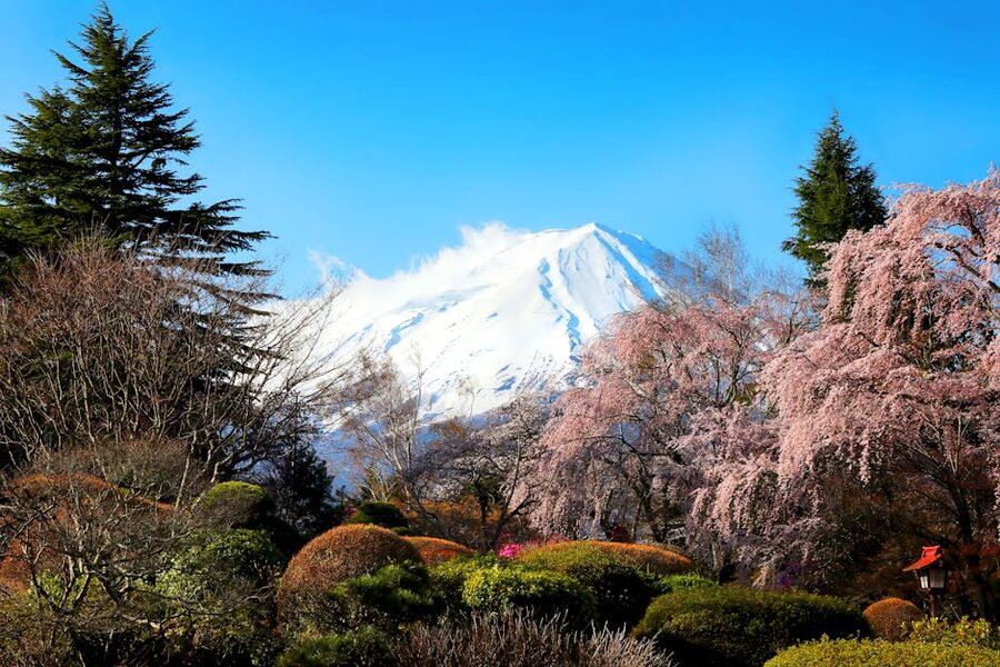 Cherry blossoms framing Mount Fuji at Fujikawaguchiko in spring